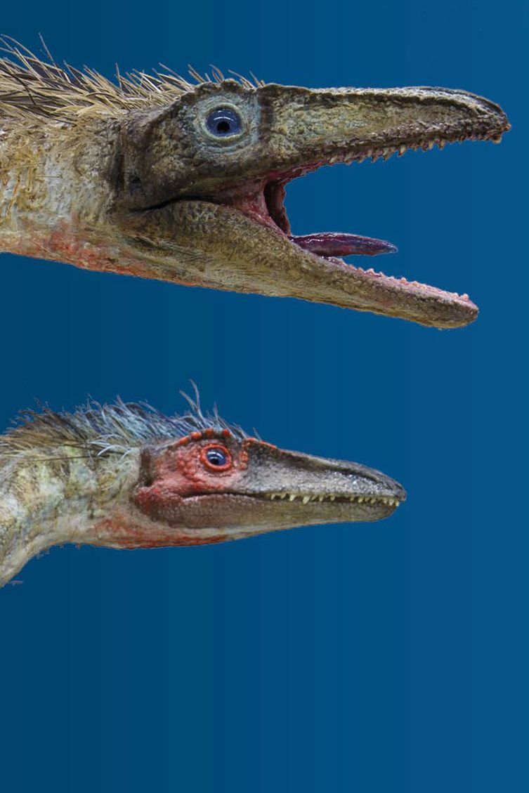 Zwei Raubsaurier Procompsognathus triassicus 
